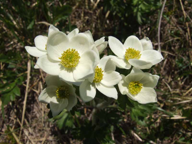 Gran Sasso, Abruzzo 08 - cfr. Pulsatilla alpina